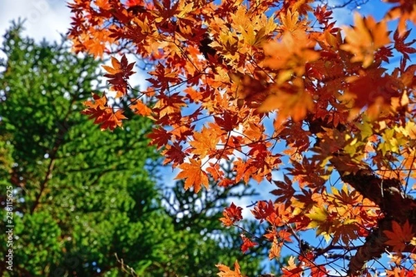 Fototapeta 光を浴びて輝くカエデの紅葉