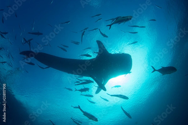 Fototapeta Whale Shark 