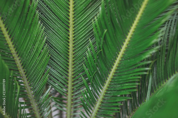 Fototapeta 緑の植物