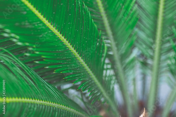Fototapeta 緑の植物