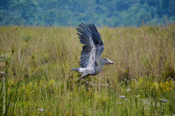 Obraz Shoebill taking flight from swamp