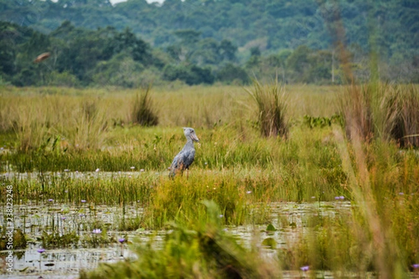Obraz Shoebill with white eyes from a distance
