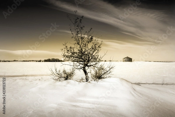 Obraz Middle Of Winter