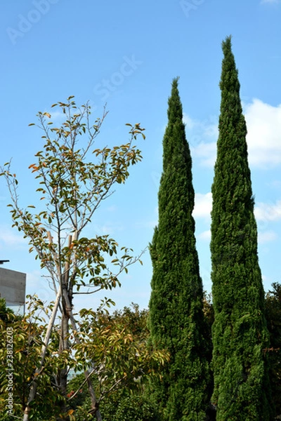 Obraz イタリア山庭園