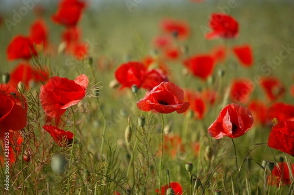 Fototapeta Mohnblüten