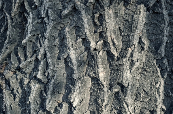 Obraz Willow tree bark texture background.