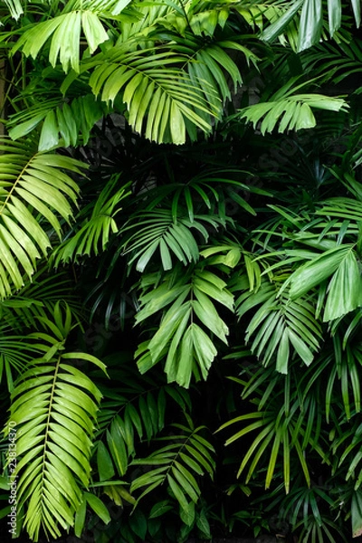 Obraz Tropikalna dżungla natura zielone palmy pozostawia na ciemnym tle w ogrodzie