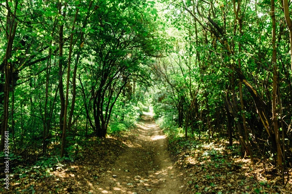 Fototapeta green trees in the forest in the sunlight