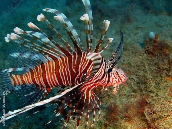 Fototapeta Scorpionfish