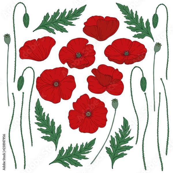 Fototapeta Red poppy flowers. Papáver. Green stems and leaves. Big set of elements for design. Hand drawn vector illustration. Monochrome black and white ink sketch. Line art. Isolated on white background. 