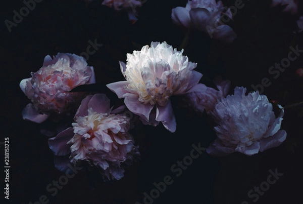 Obraz Peonies 