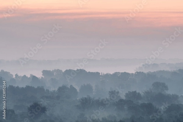 Fototapeta Mystical view on forest under haze at early morning. Eerie mist among layers from tree silhouettes in taiga under predawn sky. Atmospheric minimalistic landscape of majestic nature in faded blue tones