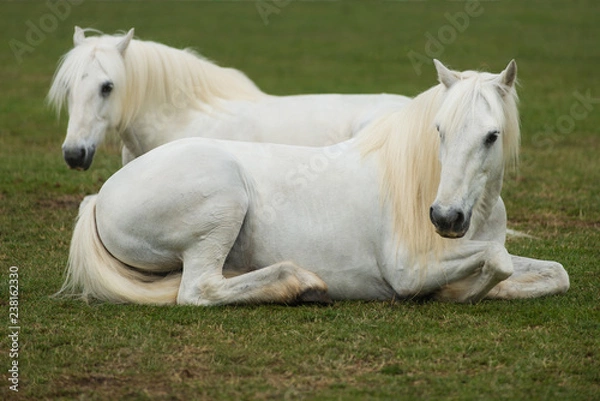 Fototapeta Two white horses