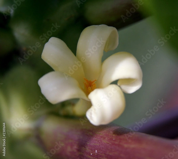 Obraz papaya blossom