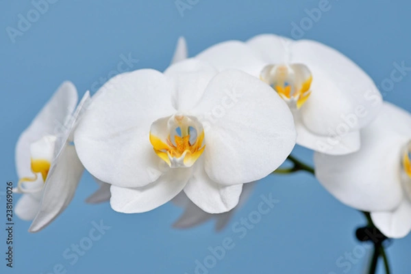 Obraz Biała orchidea.