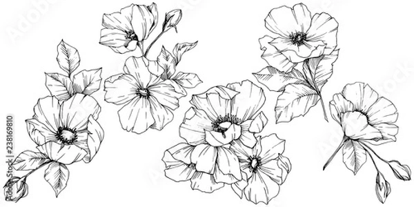 Fototapeta Wektor kwiat Rosa canina. Czarno-biała grawerowana grafika atramentowa. Izolowany element ilustracji rosa canina.