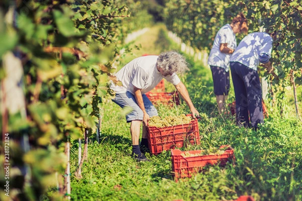 Obraz Grape harvesting in vineyard. Making Vine concept.