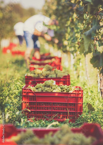 Obraz Grape harvesting in vineyard. Making Vine concept.