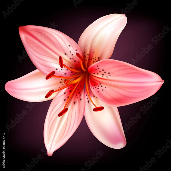 Fototapeta Vector light pink lily