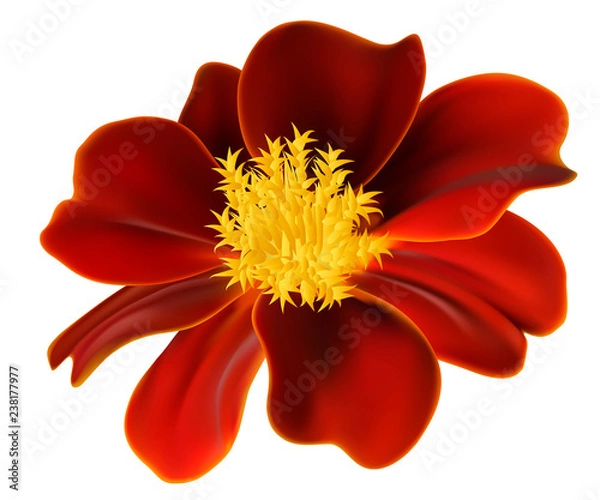 Fototapeta vector marigold