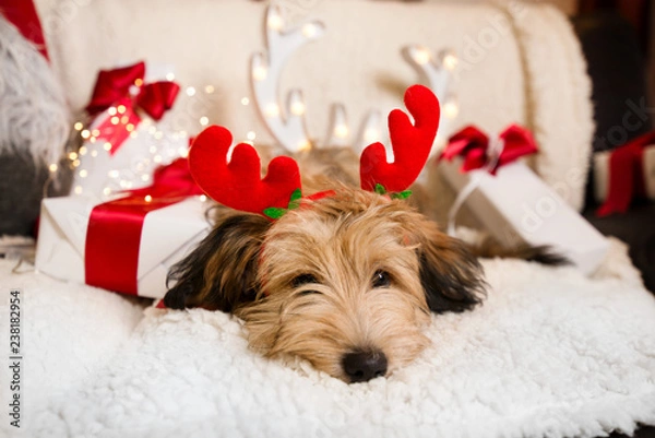 Obraz Lovely, cute puppy with reindeer antlers obediently sitting next to Christmas presents, gift boxes with red ribbons on white, fluffy, cozy blanket. Glowing reindeer decoration and fairy lights.