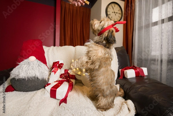 Obraz Lovely, cute puppy with reindeer antlers obediently sitting next to Christmas presents, gift boxes with red ribbons on white, fluffy, cozy blanket. Glowing reindeer decoration and fairy lights.