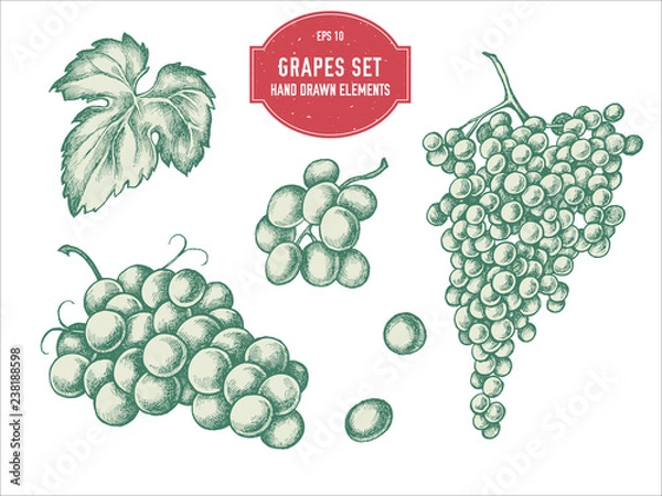 Obraz Vector collection of hand drawn pastel grapes