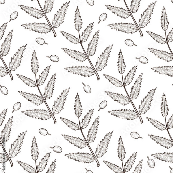 Fototapeta Neem. Berry, sheet, branch. Background, wallpaper, seamless. Sketch. Monophonic