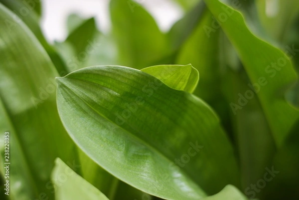 Fototapeta Leaf close up texture.