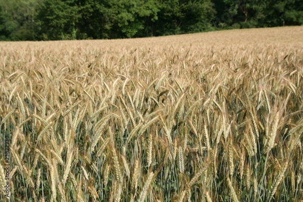 Obraz le champ de blé