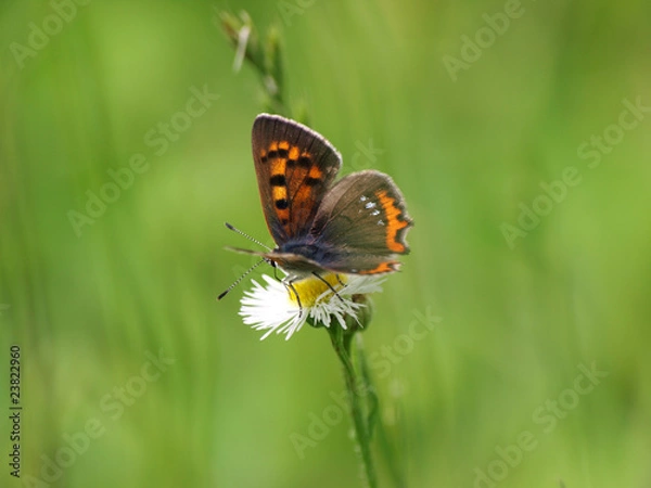 Obraz ヒメジョオンとベニシジミ