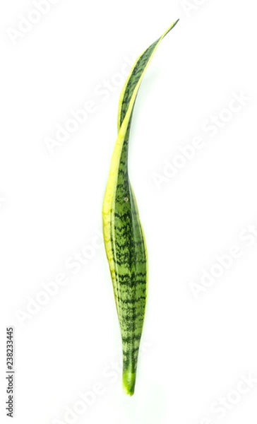 Fototapeta Bowstring hemp Close up