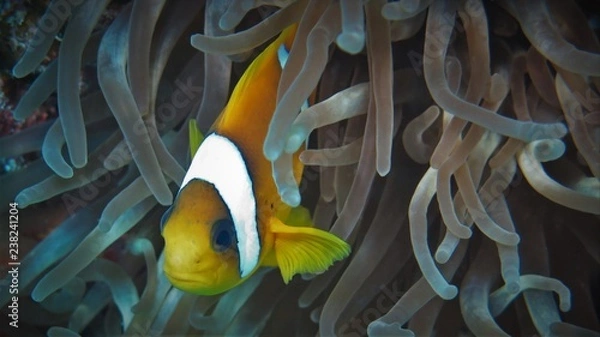 Fototapeta Clownfisch