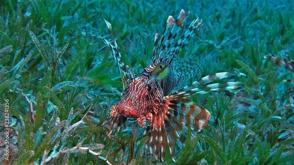 Obraz Feuerfisch Dahab Ägypten