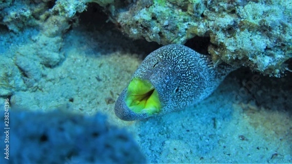 Obraz Gelbmaulmuräne