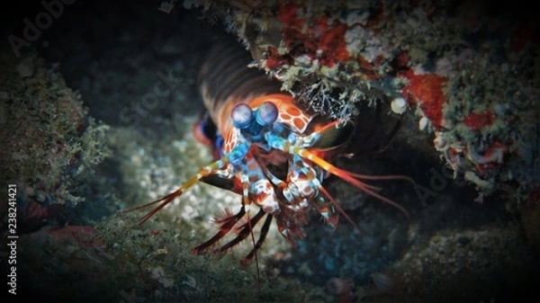 Obraz Mant Shrimp / Fangschreckenkrebs