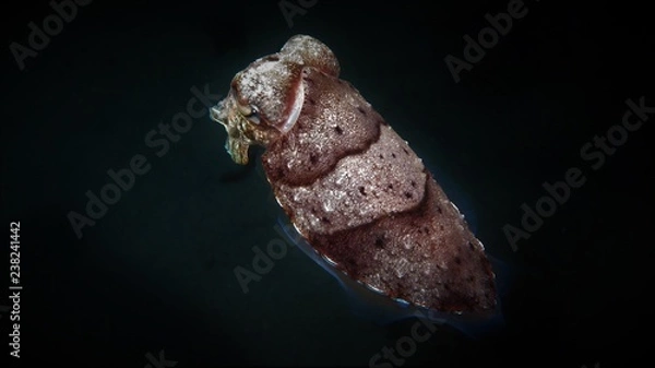 Obraz Sepia Sulawesi