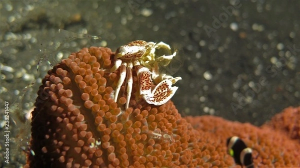 Obraz Porcelankrabbe Sulawesi