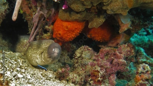 Fototapeta Weißaugenmuräne