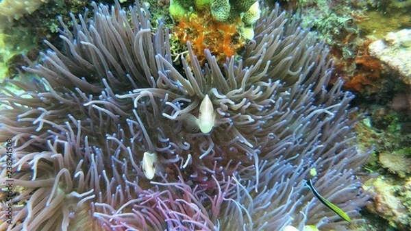 Obraz Nemo Bali