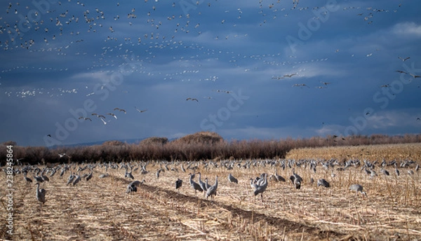 Fototapeta Large numbers of birds at the Bosque del Apache Wildlife Refuge