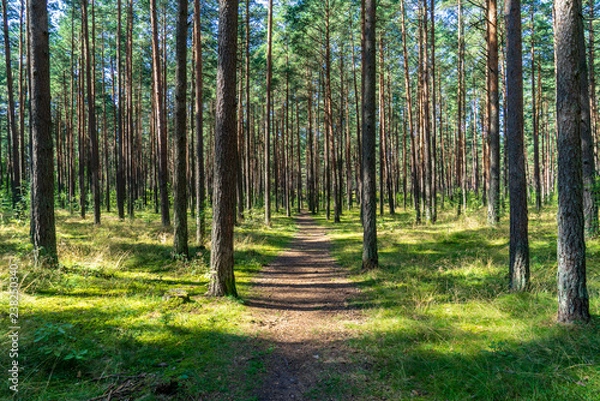 Obraz tourist hiking trail track in green summer forest