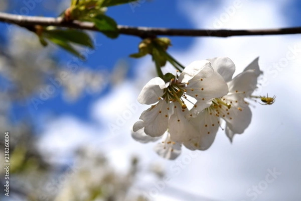 Obraz bee on a flower