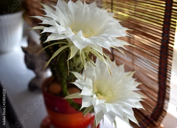 Obraz cactus in bloom