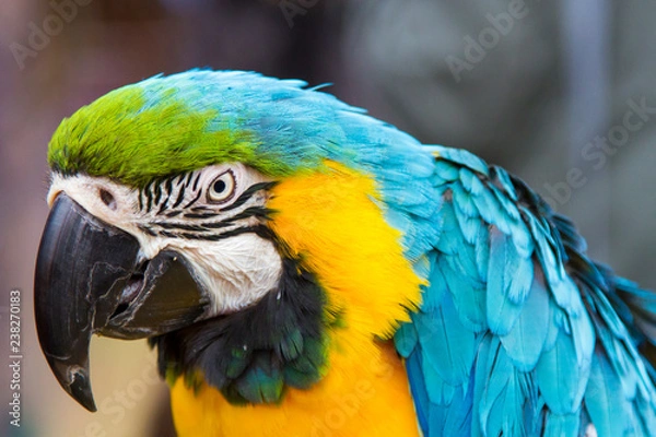 Fototapeta Macaw Parrot 