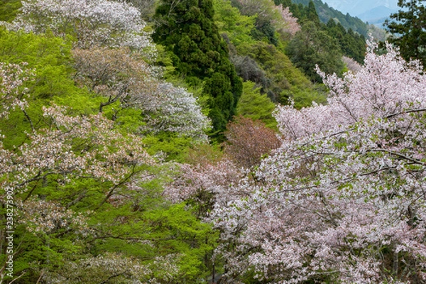 Obraz 吉野桜