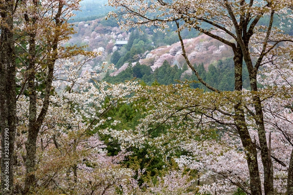 Obraz 吉野桜