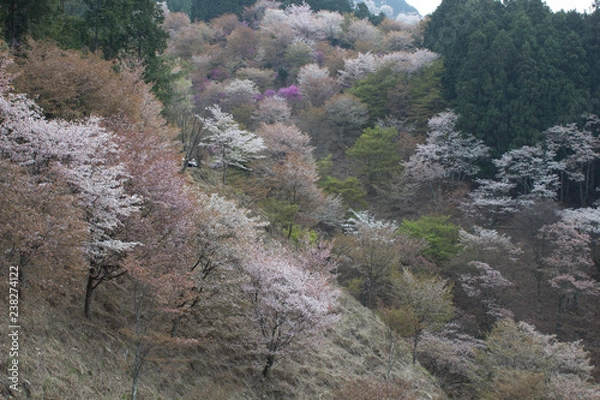 Obraz 吉野桜