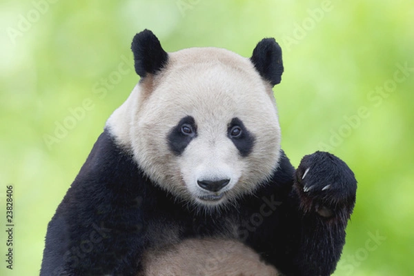Obraz ジャイアントパンダのアップ
