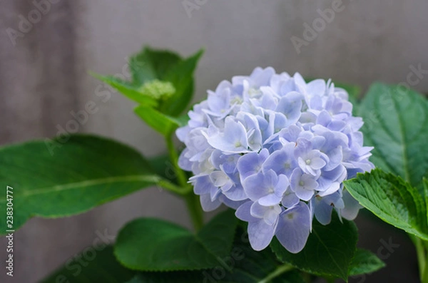 Fototapeta blue hydrangea flowers 